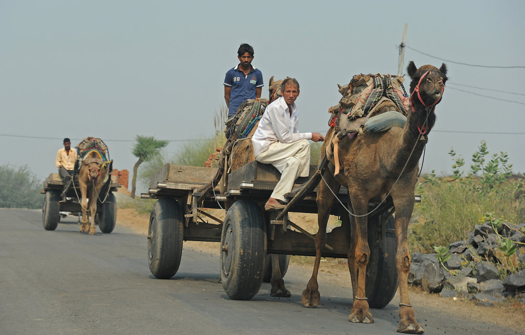 Camel Cart Convoy