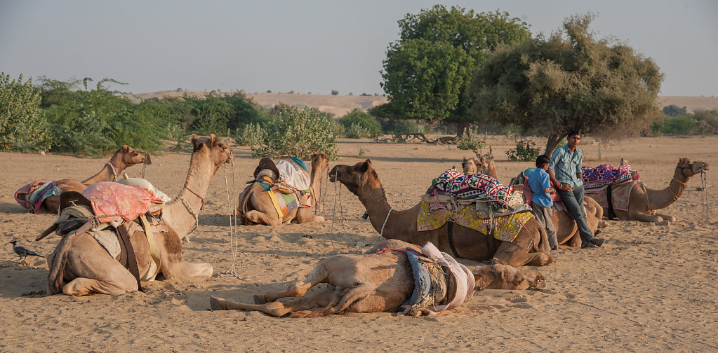 Camels Resting