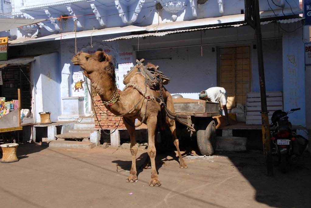 Loading a Camel Cart