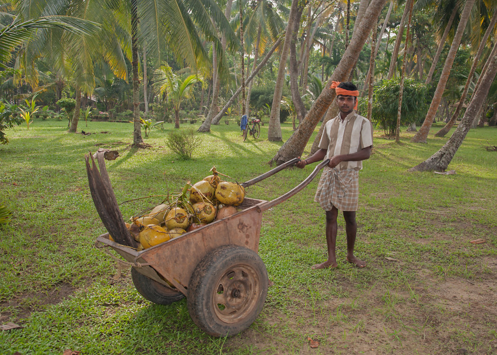 Gathering Harvested Coconuts