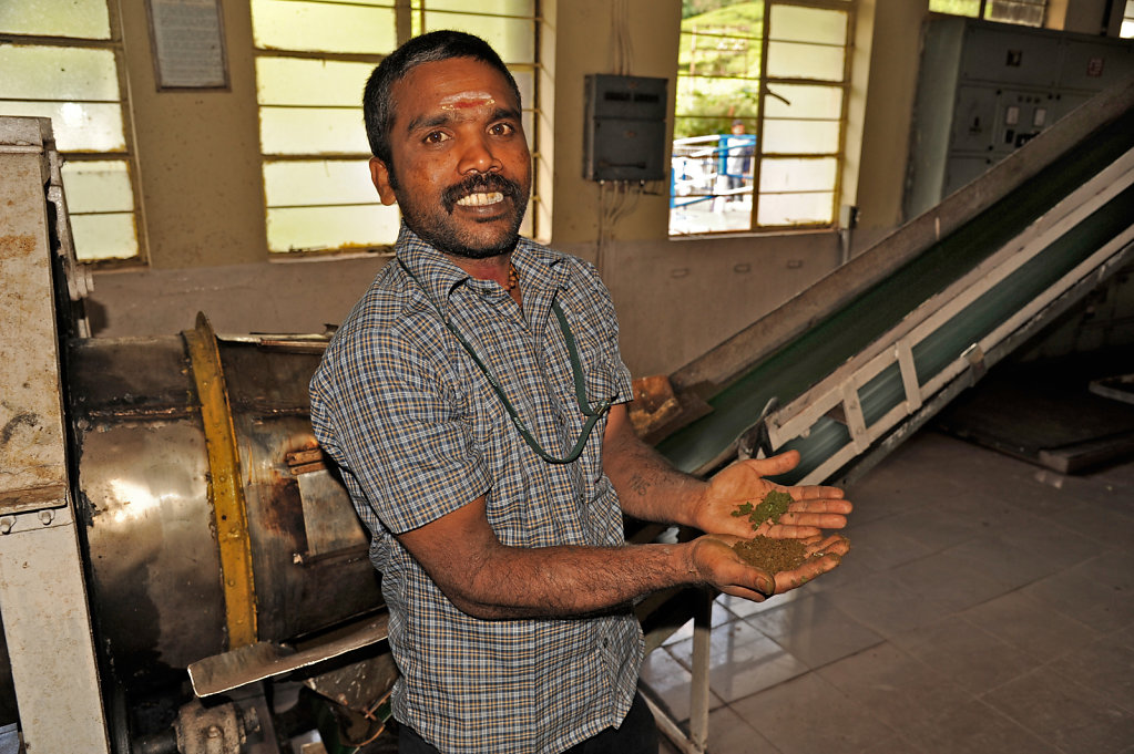 Guide at a Tea Processing Plant
