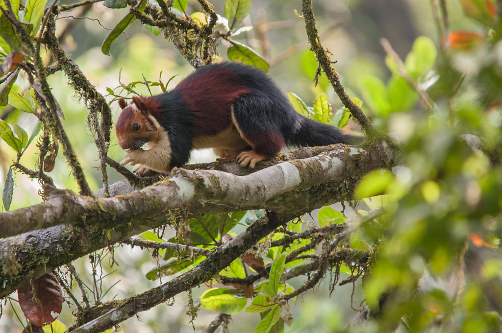 Indian Giant Squirrel (1)