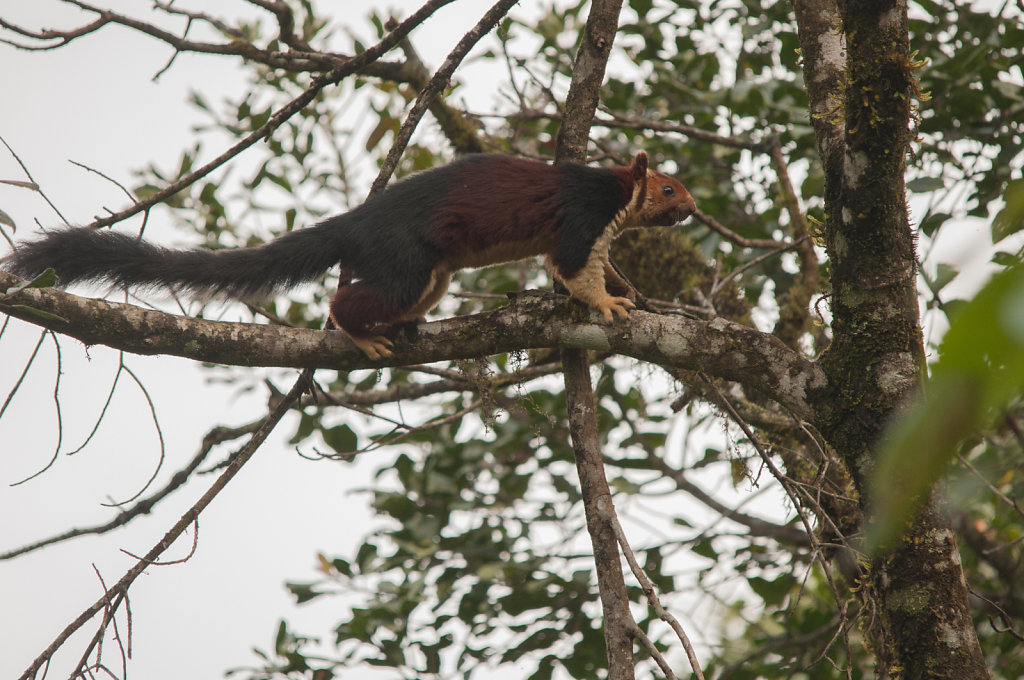 Indian Giant Squirrel (2)