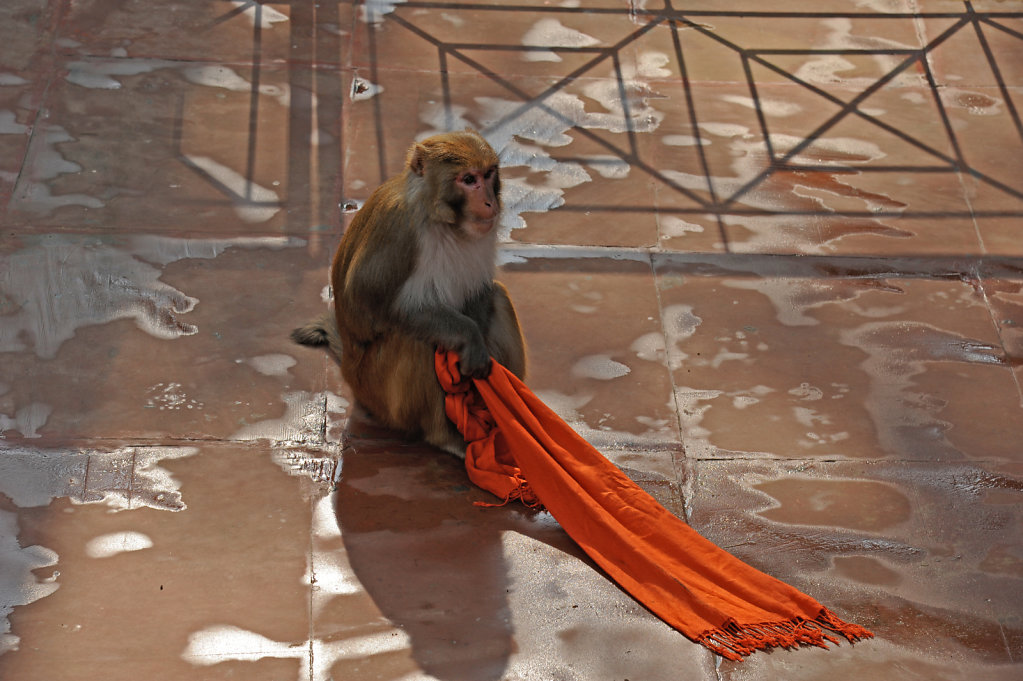 Rhesus Macaque with 'Stolen Scarf'
