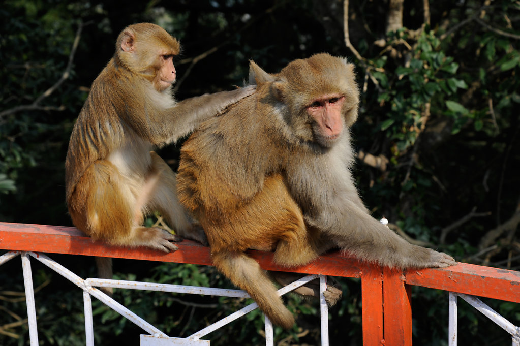 Rhesus Macaques Grooming (1)
