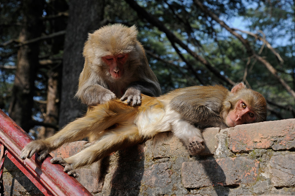 Rhesus Macaques Grooming (2)