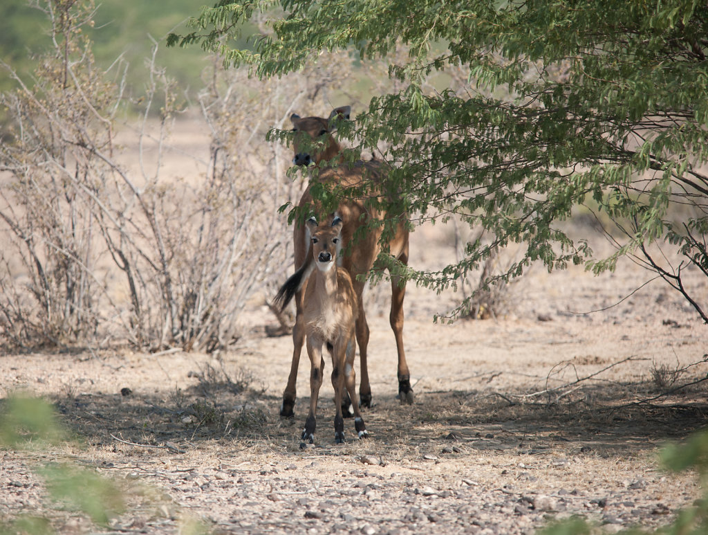 Nilgai (Female and Young)
