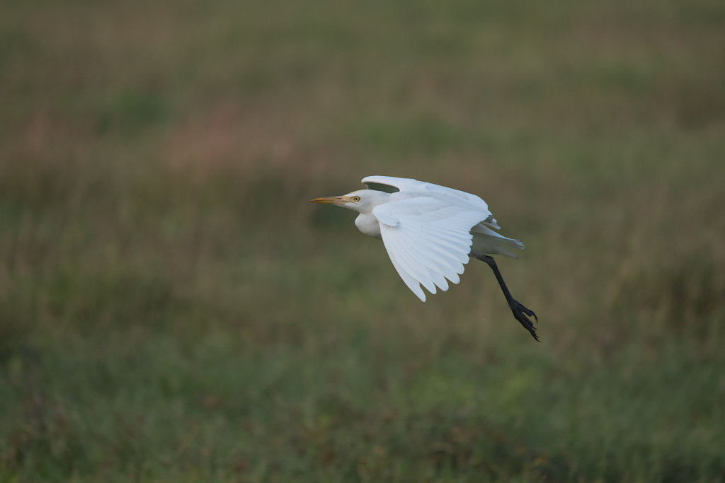 Intermediate Egret Landing