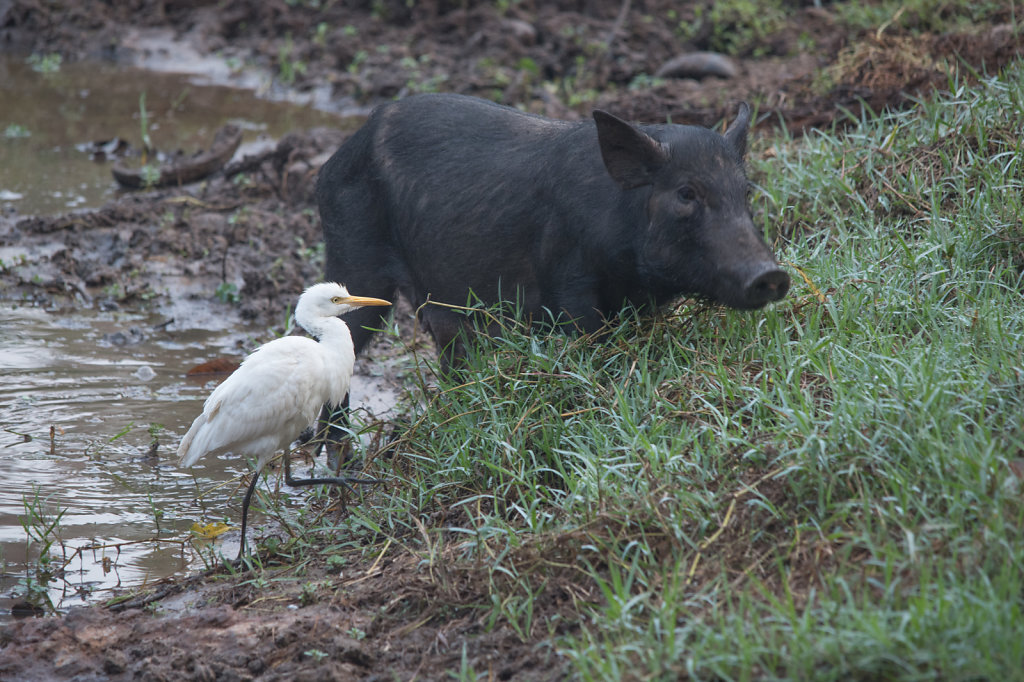 Cattle Egret Waiting for Pig  to Disturb Small Prey