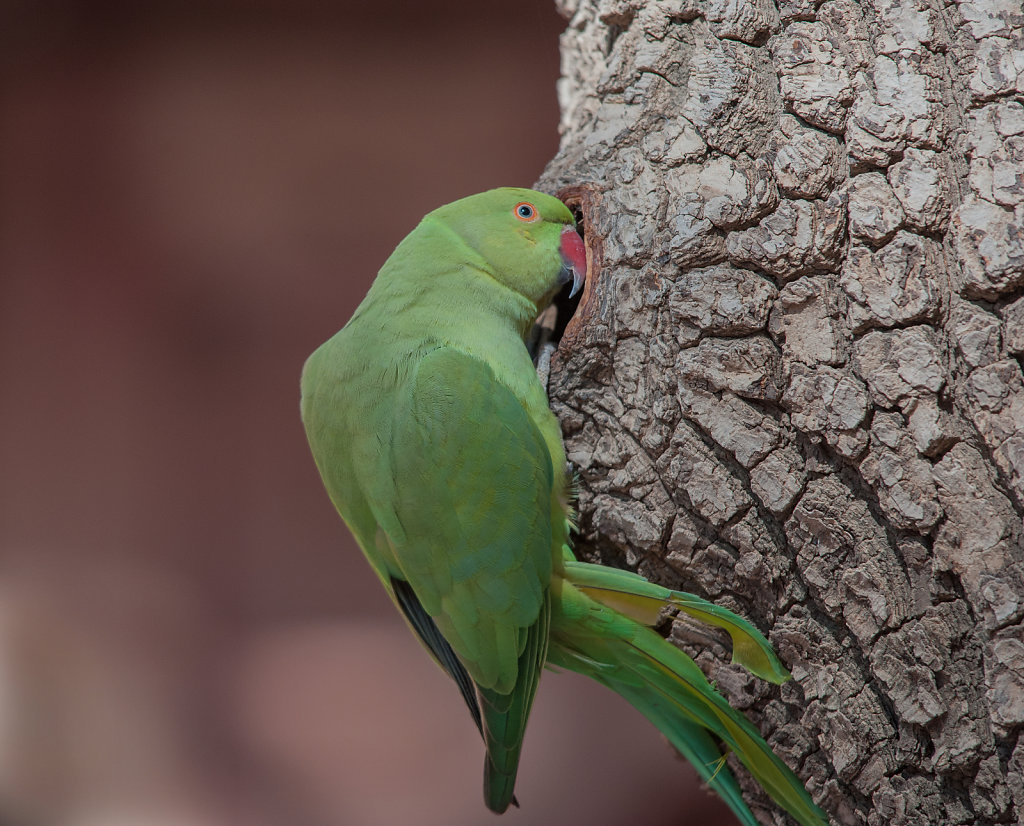 Rose-ringed Parakeet (Female)