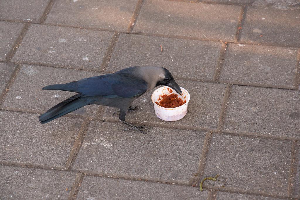 House Crow Eating Leftovers